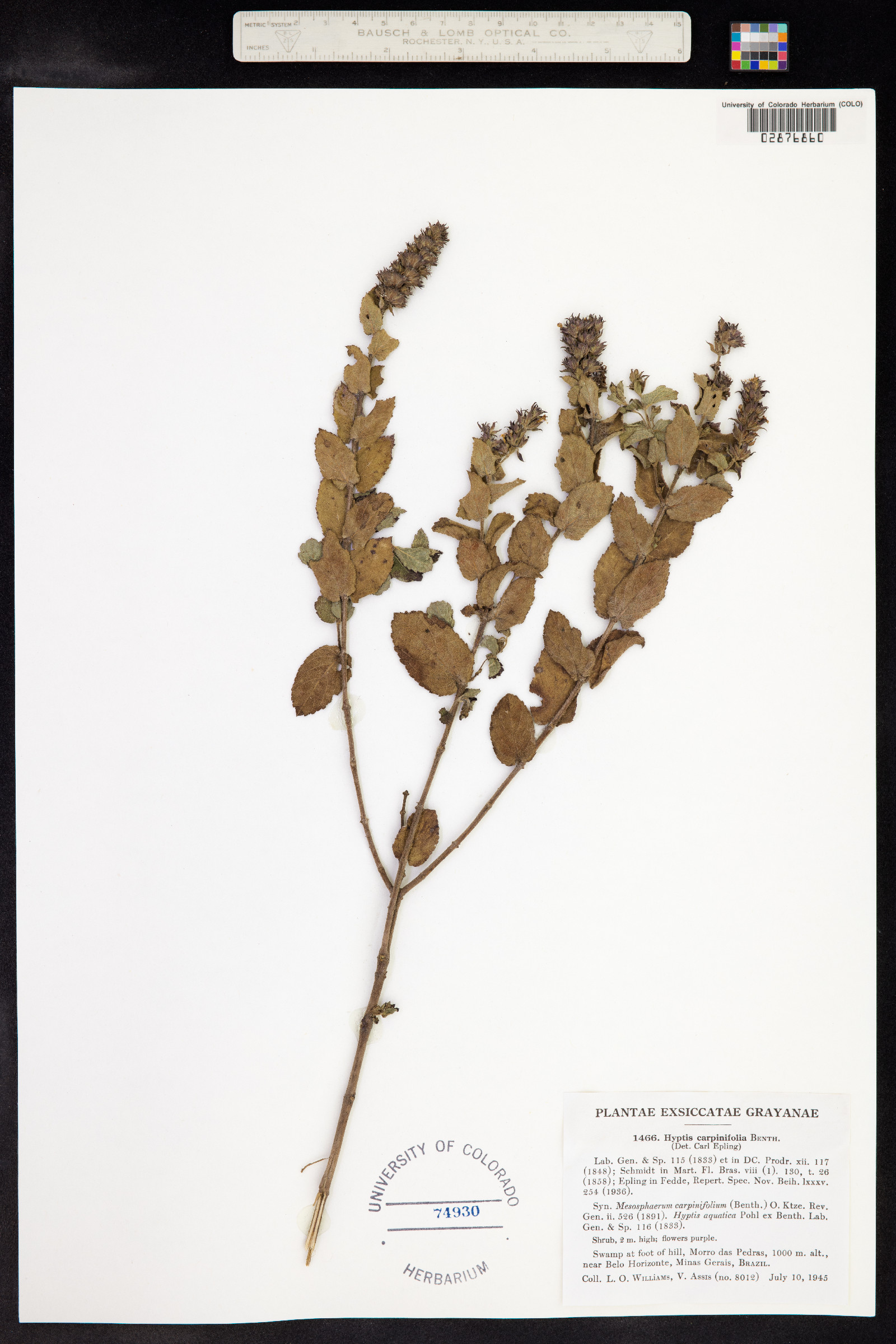 Hyptis carpinifolia image