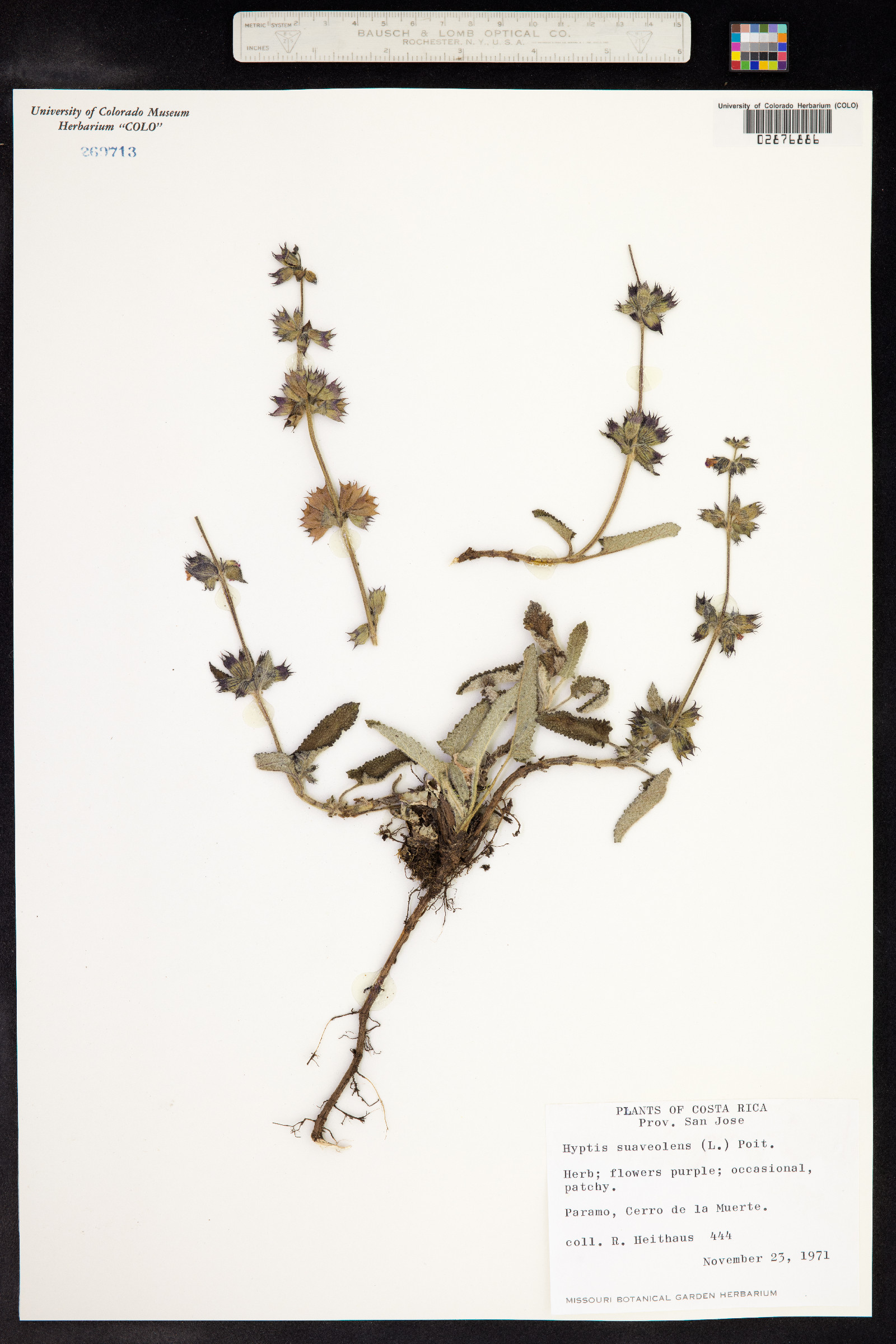 Hyptis suaveolens image