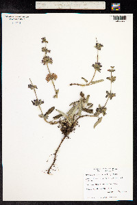 Hyptis suaveolens image