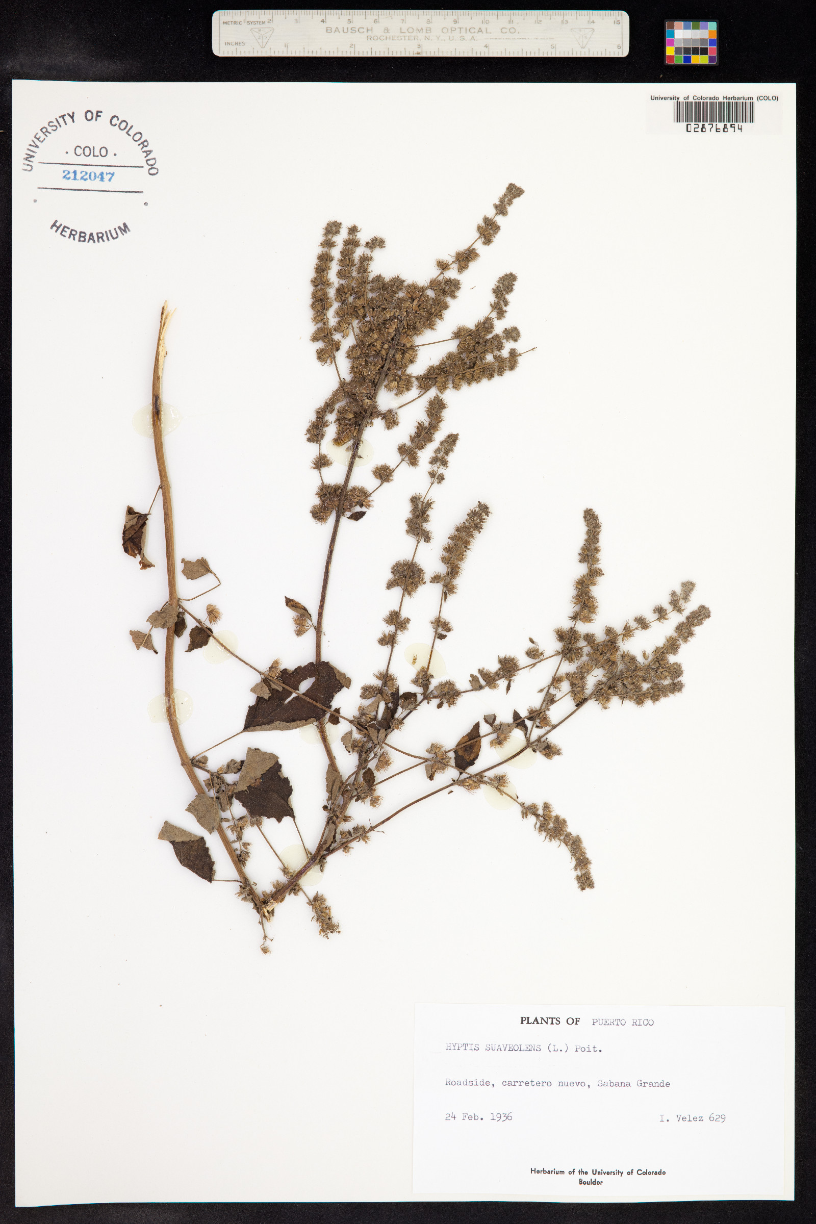 Hyptis suaveolens image