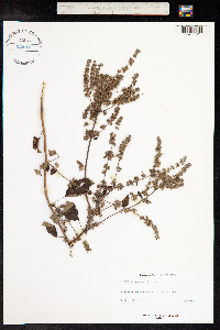 Hyptis suaveolens image