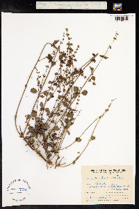 Hyptis mutabilis image