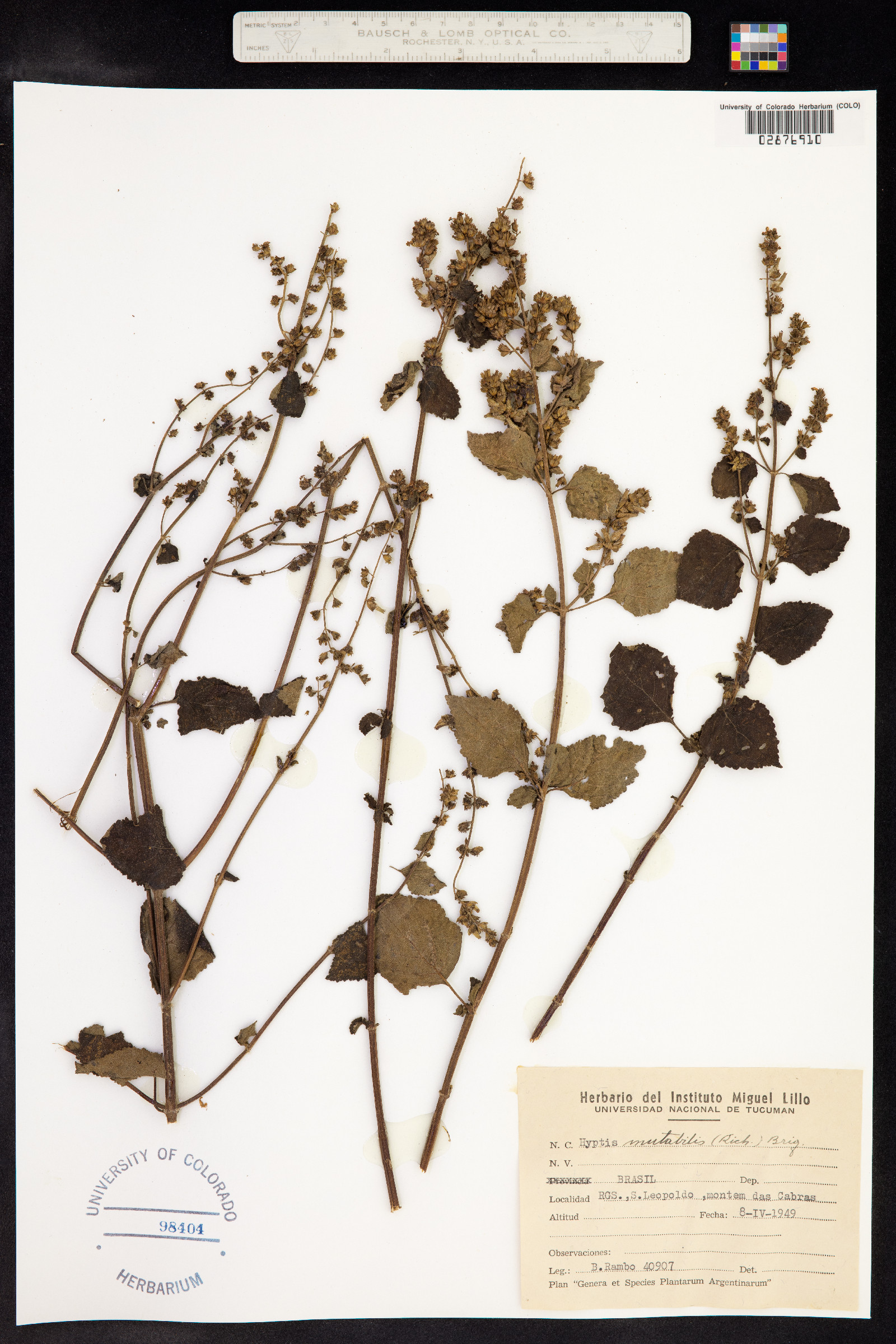 Hyptis mutabilis image