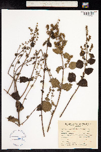 Hyptis mutabilis image
