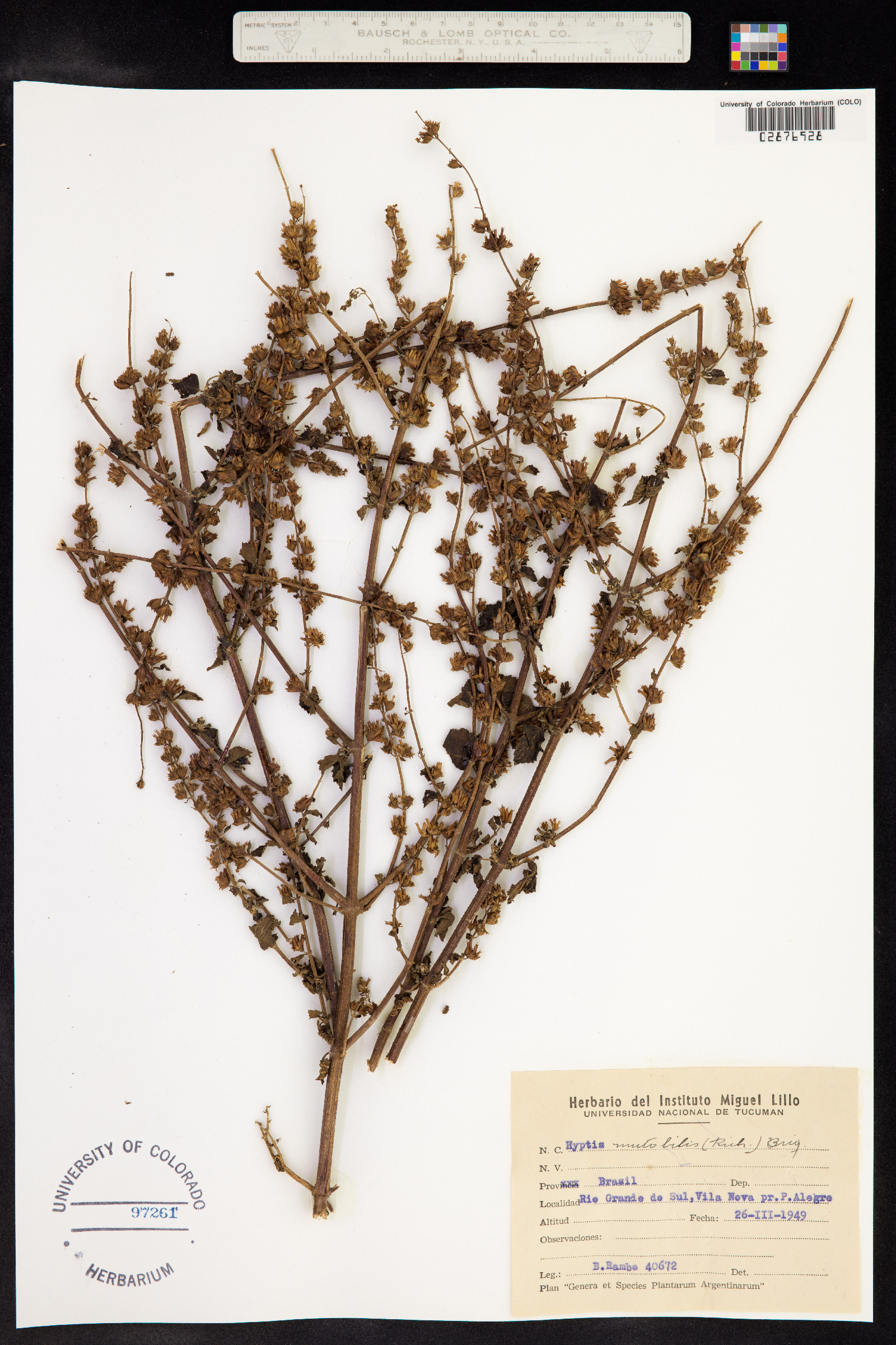 Hyptis mutabilis image