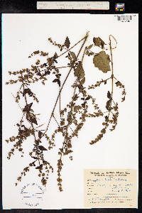 Hyptis mutabilis image