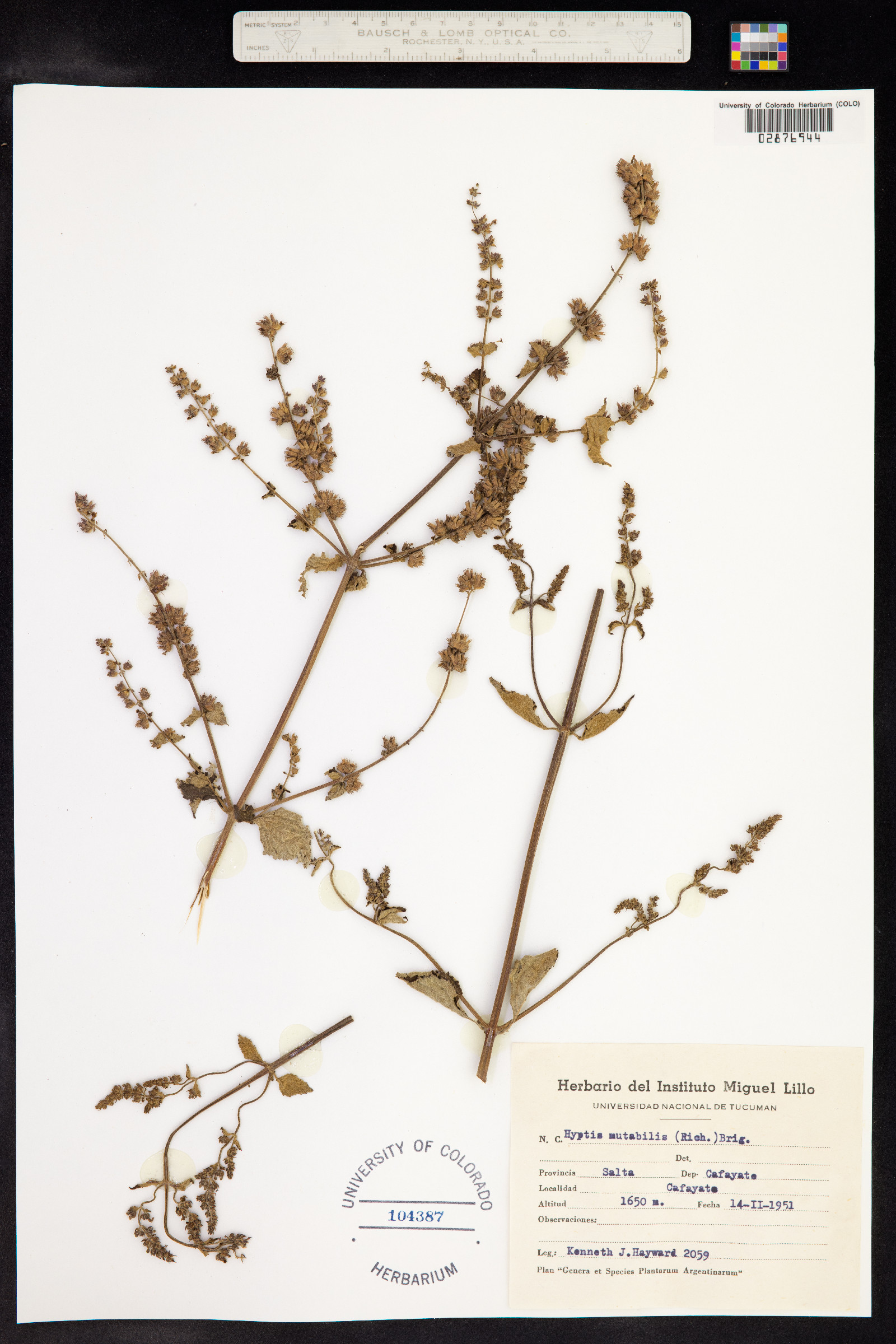 Hyptis mutabilis image