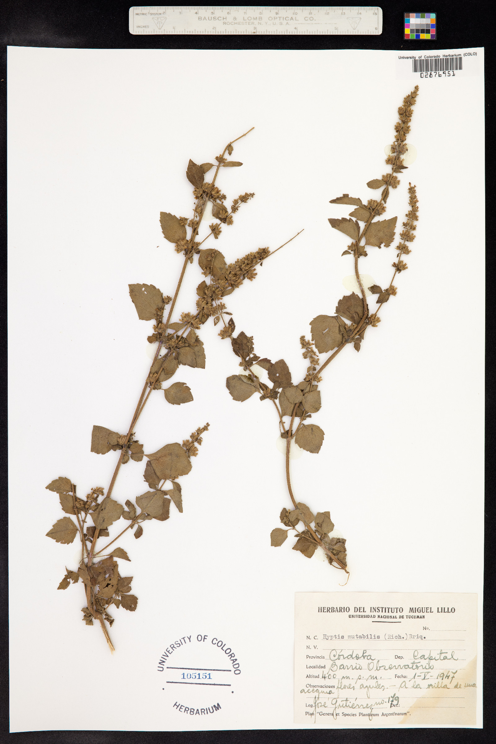 Hyptis mutabilis image