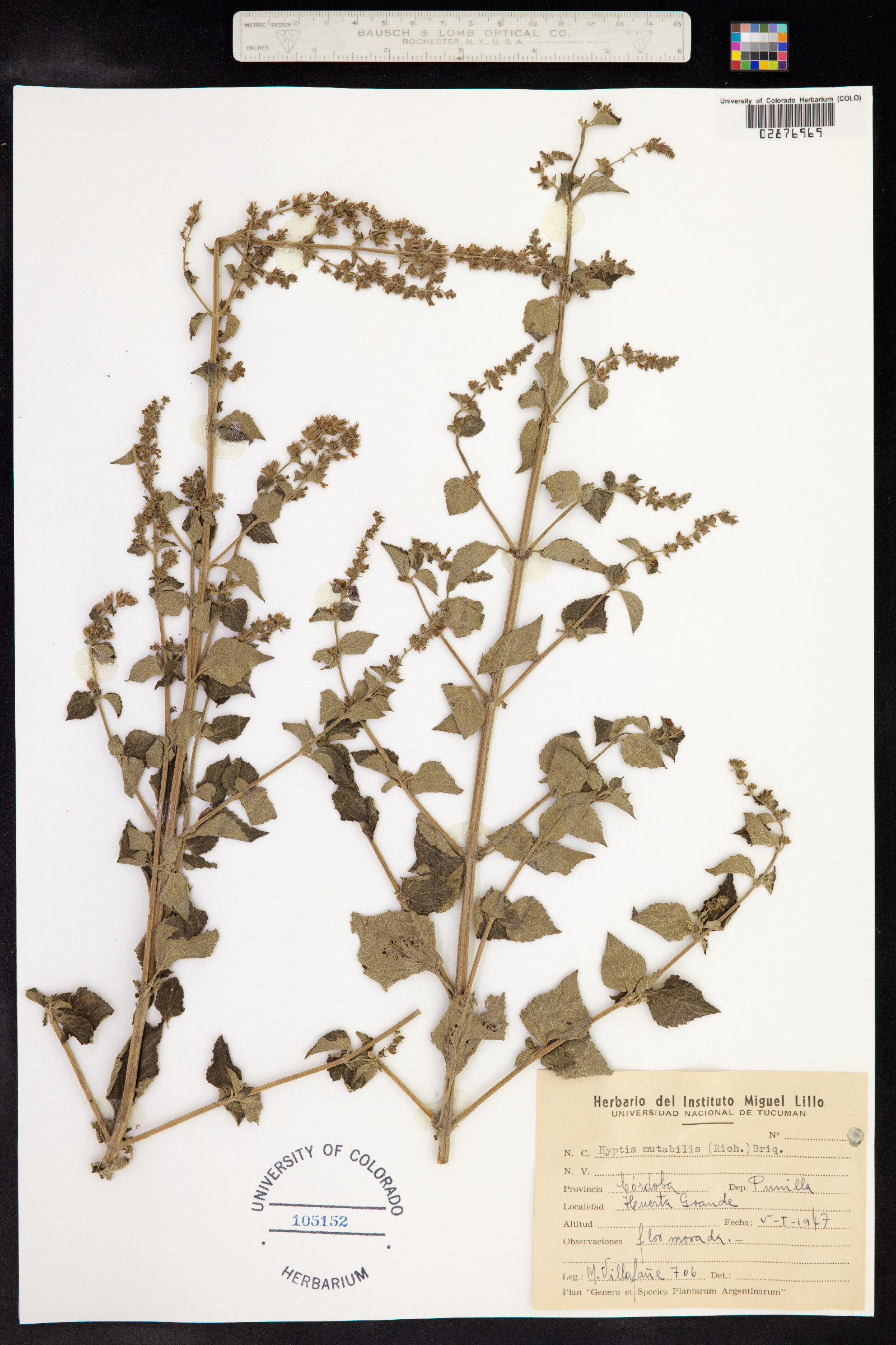 Hyptis mutabilis image
