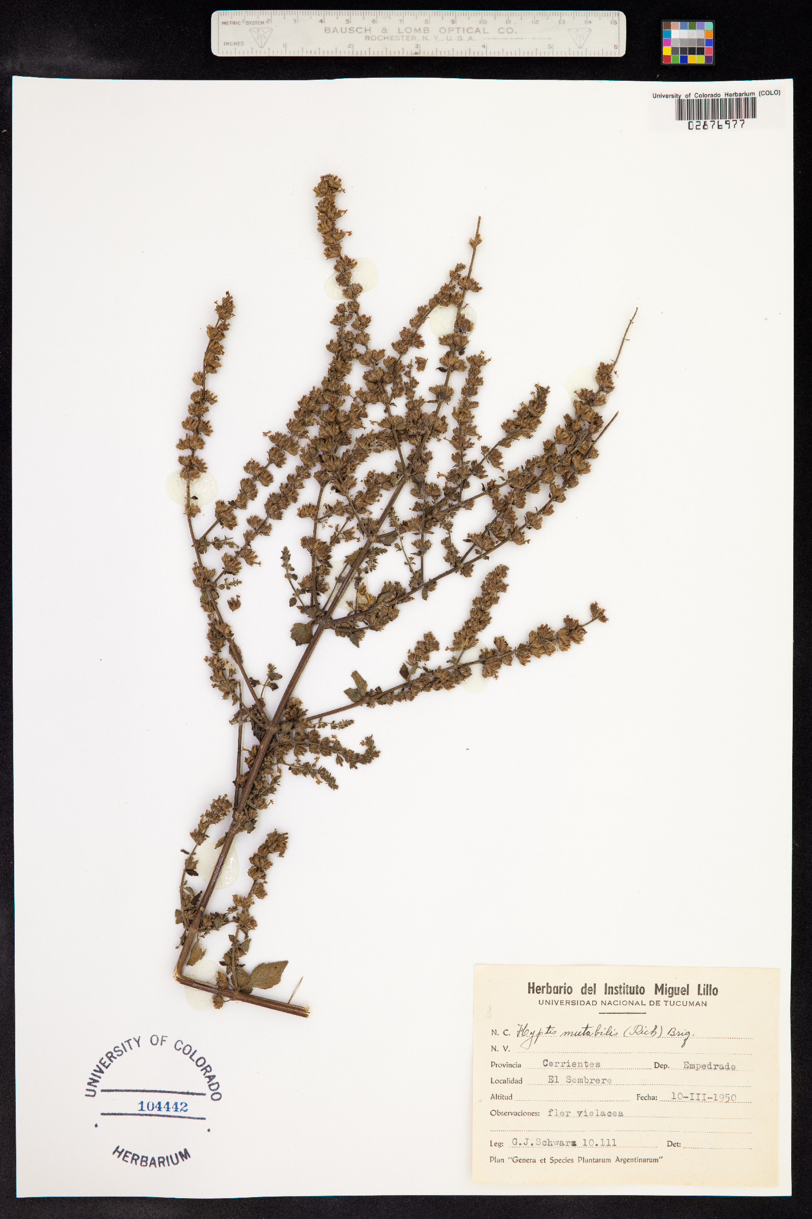 Hyptis mutabilis image