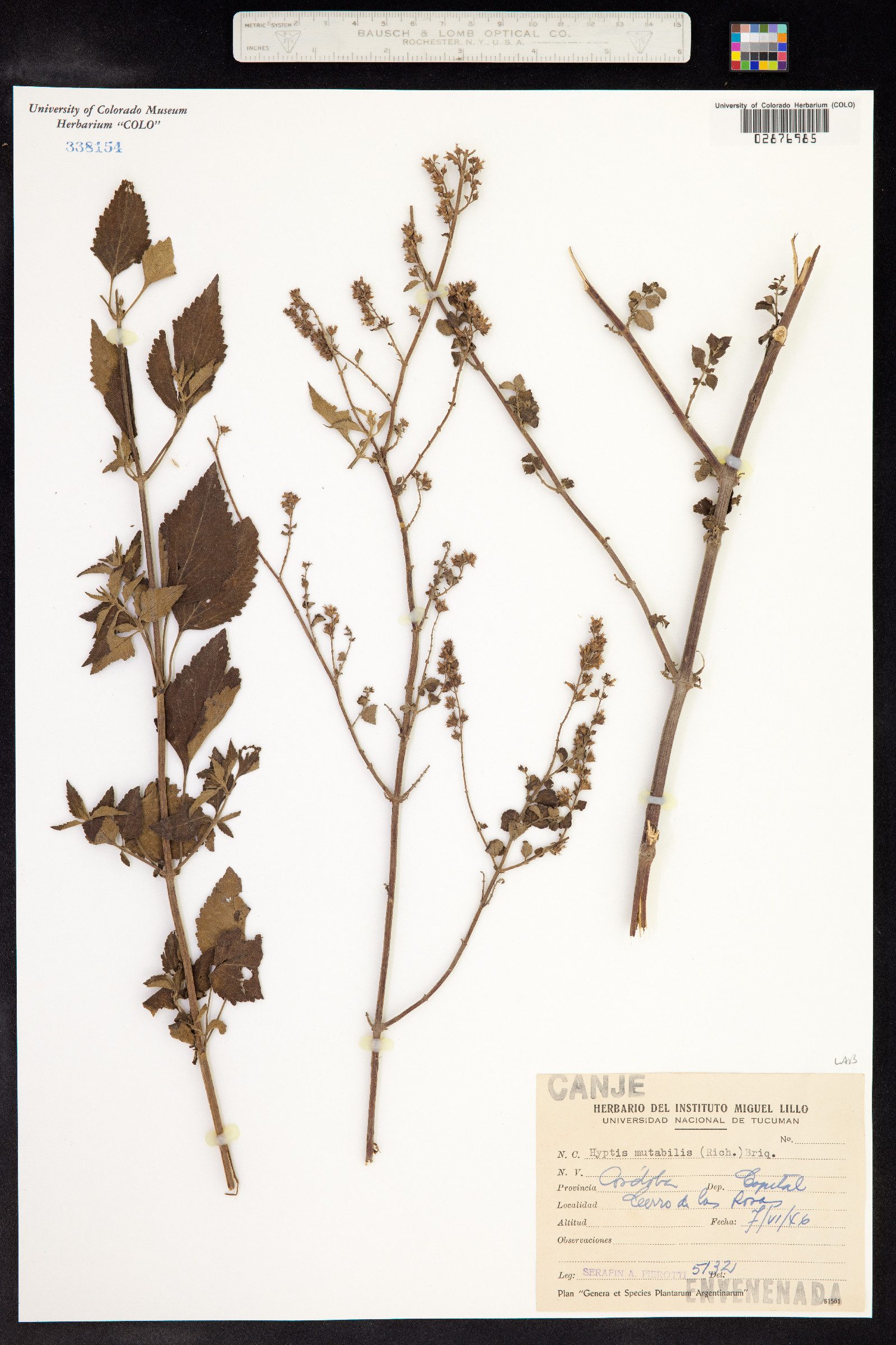 Hyptis mutabilis image