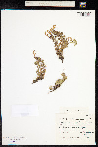 Dracocephalum palmatum image