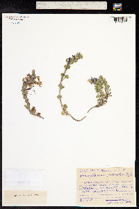 Dracocephalum palmatum image