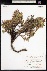 Dracocephalum palmatum image