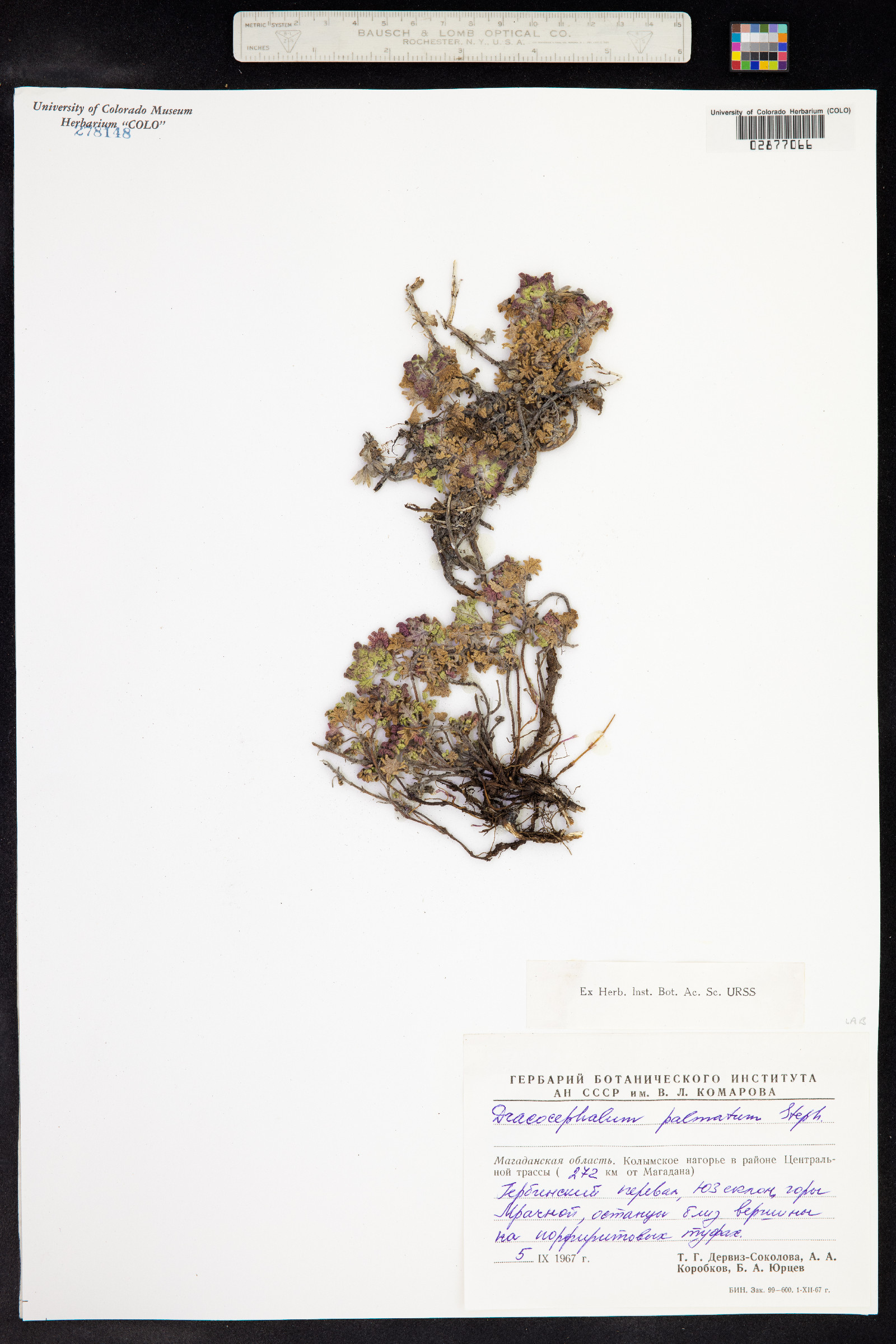 Dracocephalum palmatum image