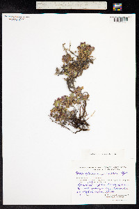 Media resource of Dracocephalum palmatum