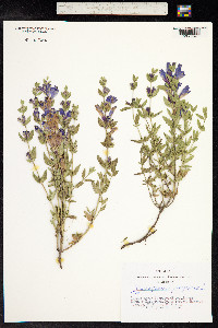 Dracocephalum peregrinum image
