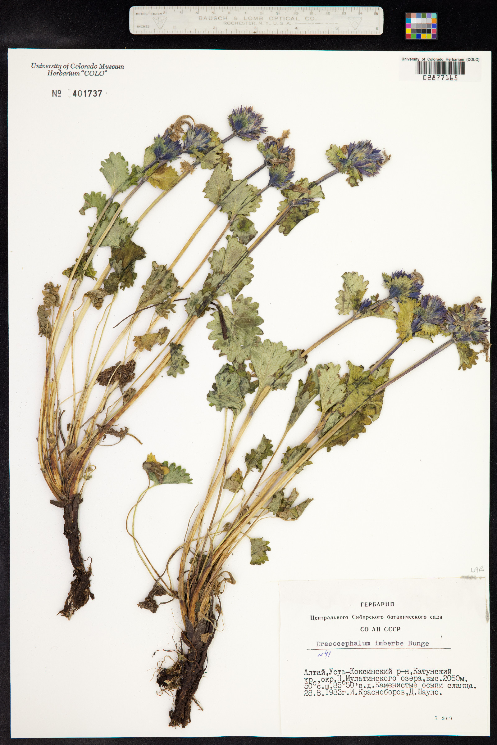 Dracocephalum imberbe image