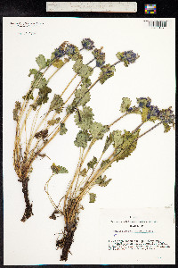 Dracocephalum imberbe image