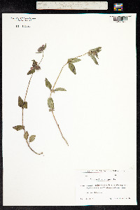 Clinopodium vulgare image