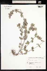 Clinopodium vulgare image
