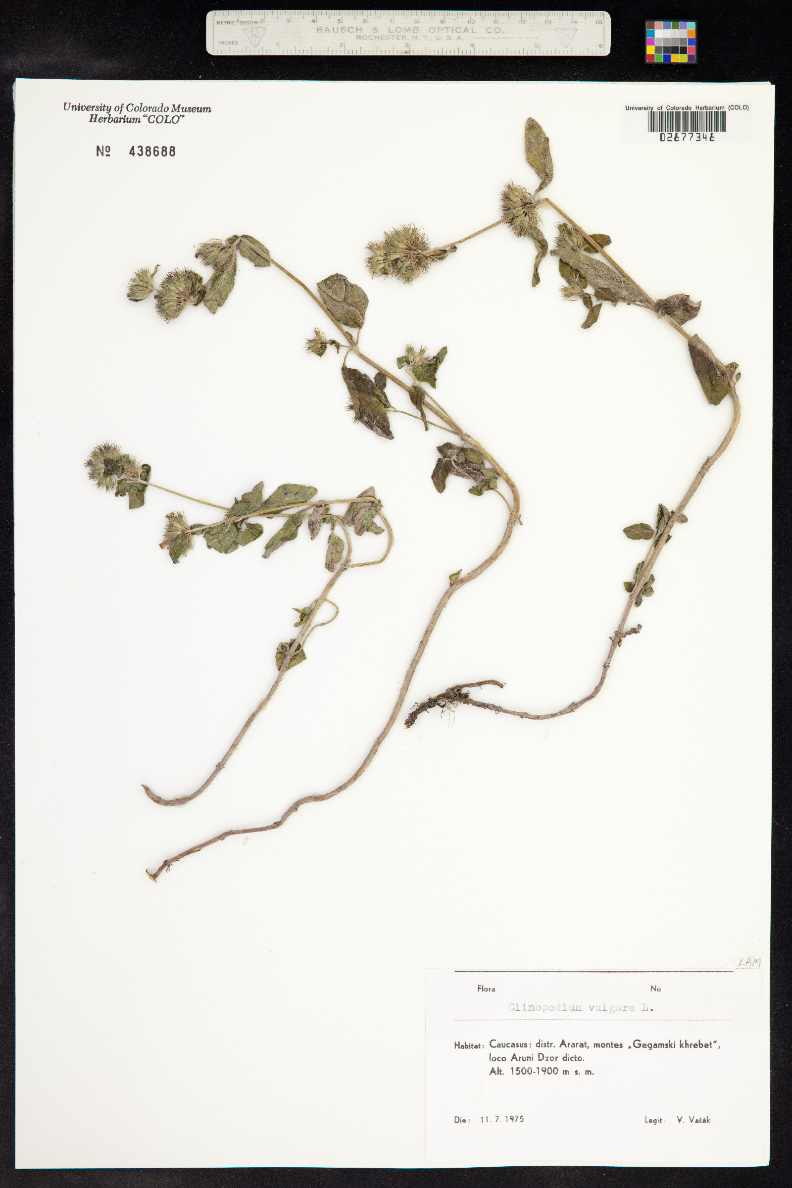 Clinopodium vulgare image