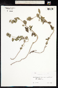 Clinopodium vulgare image