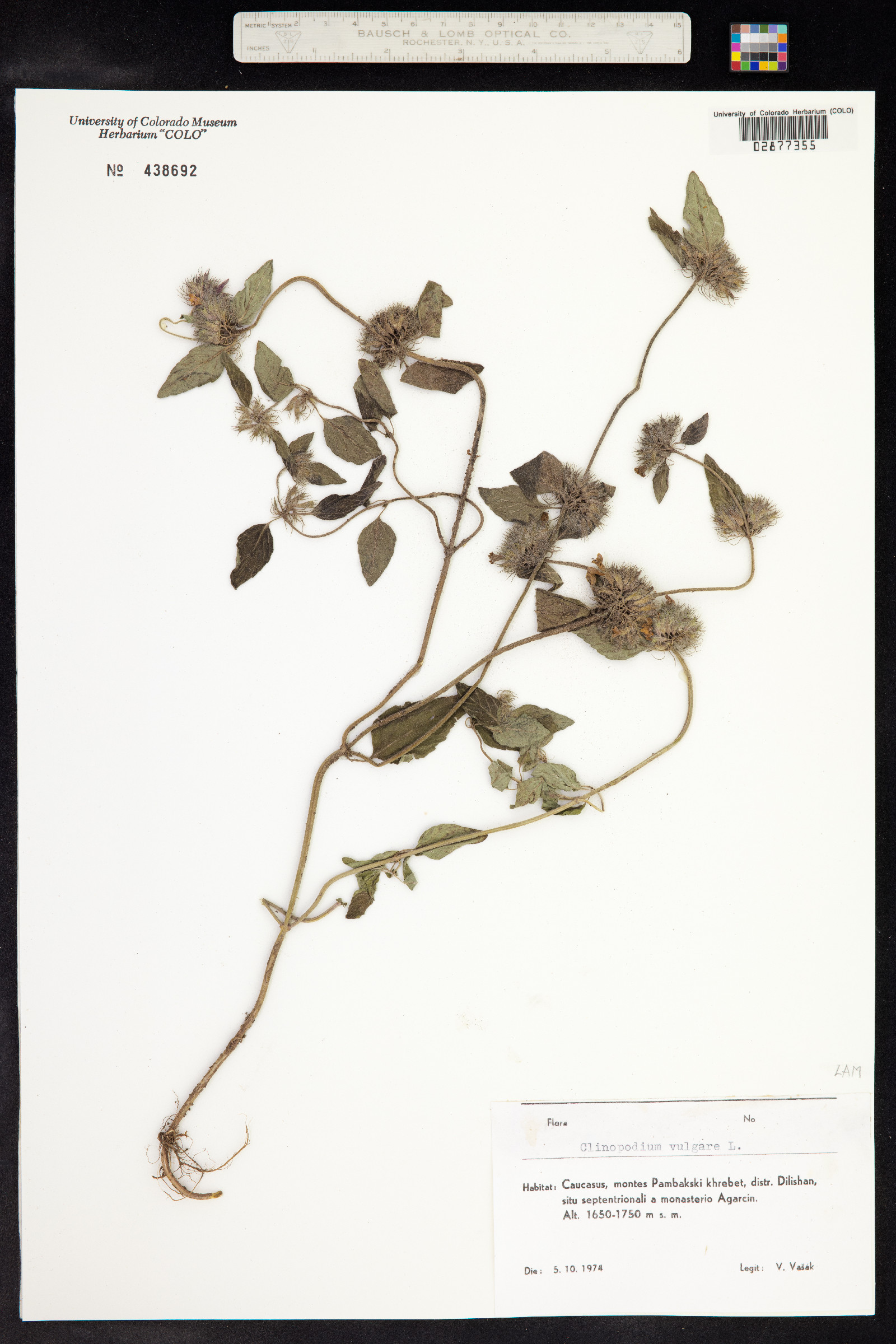 Clinopodium vulgare image