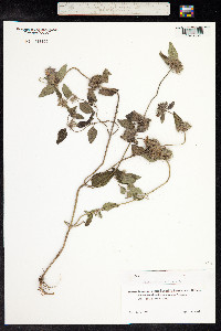 Clinopodium vulgare image