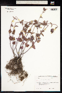 Clinopodium vulgare image