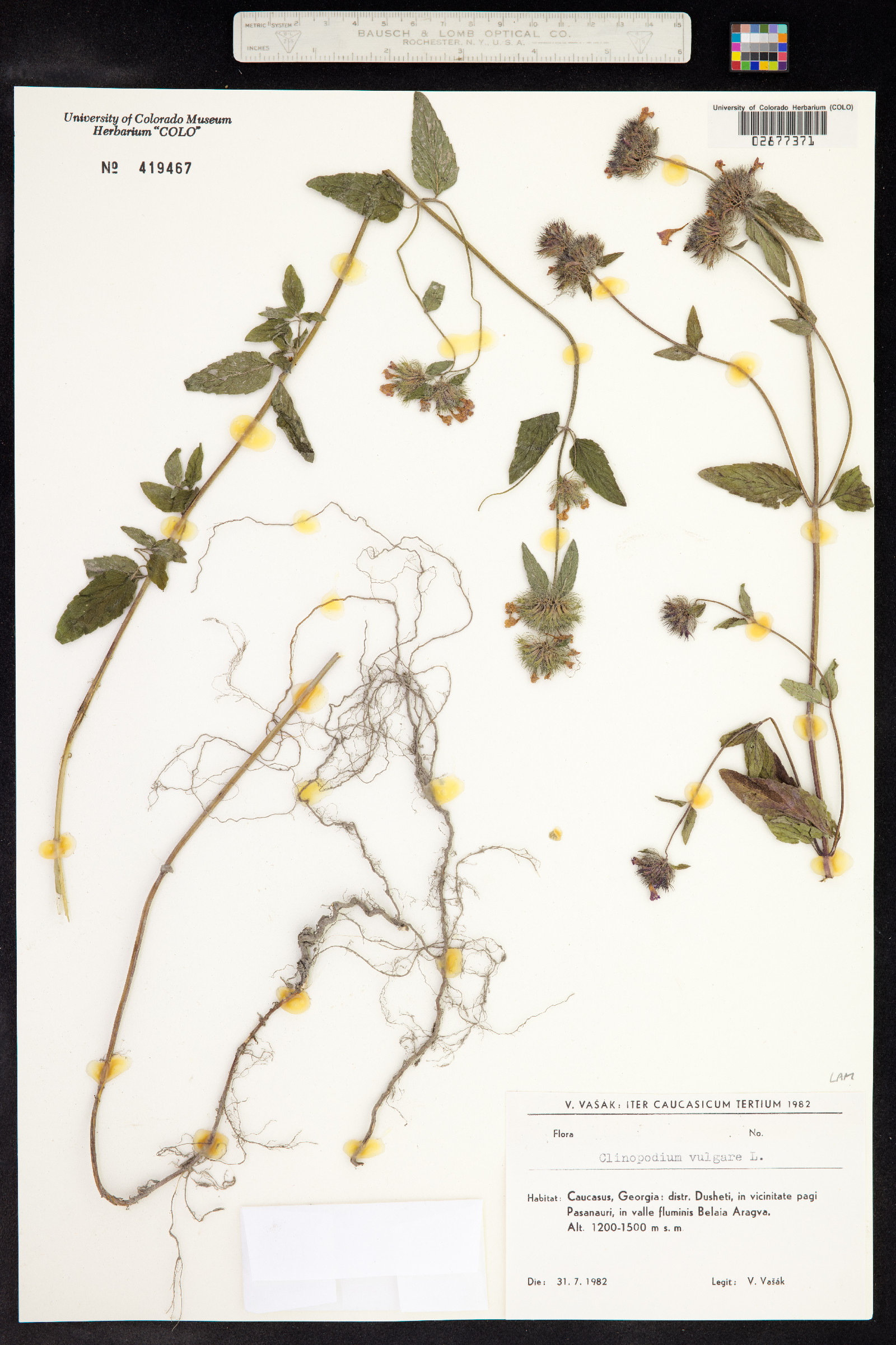 Clinopodium vulgare image