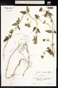 Clinopodium vulgare image
