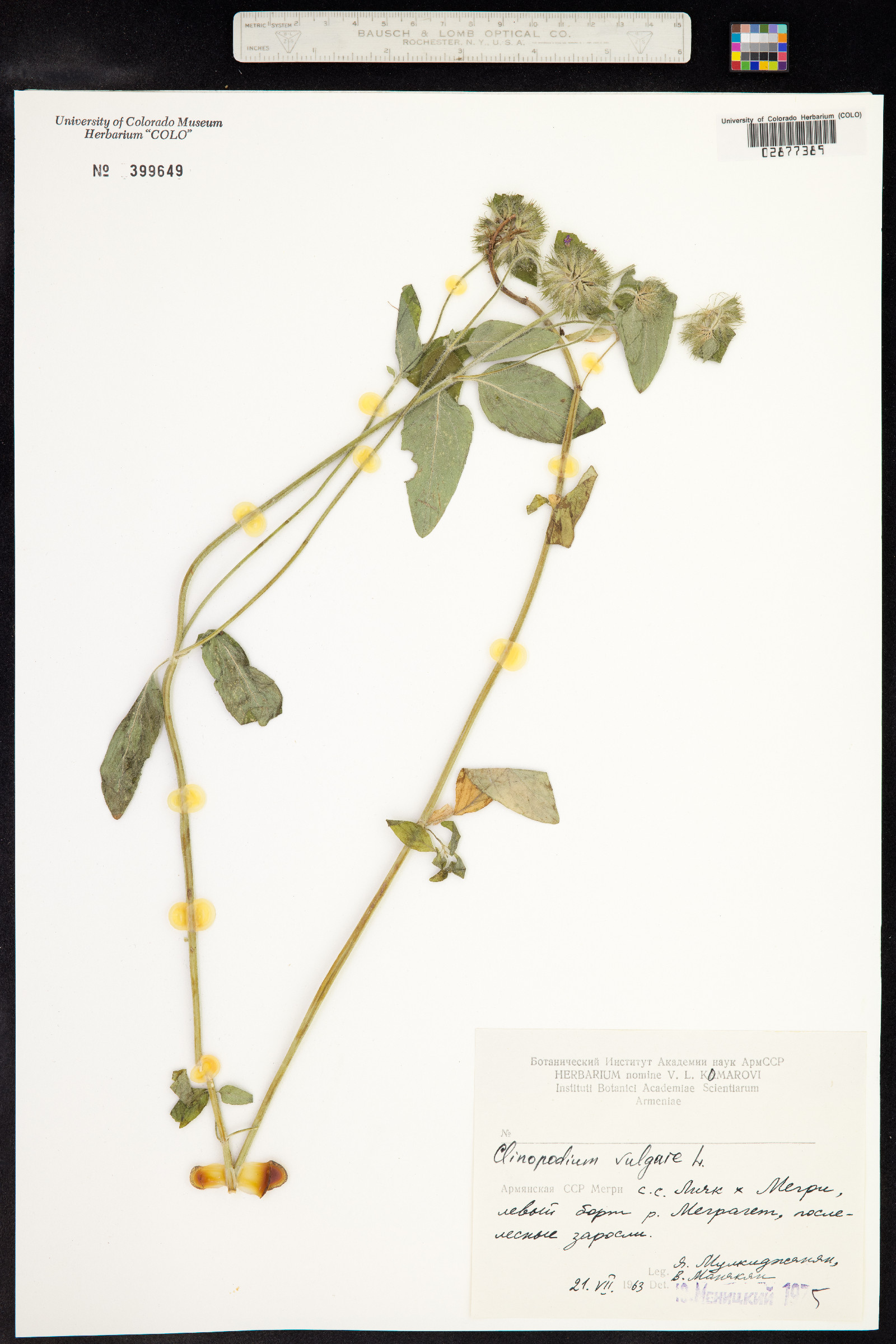 Clinopodium vulgare image