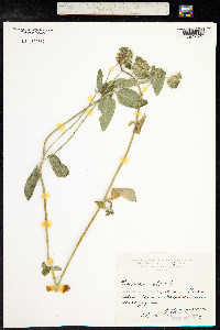 Clinopodium vulgare image