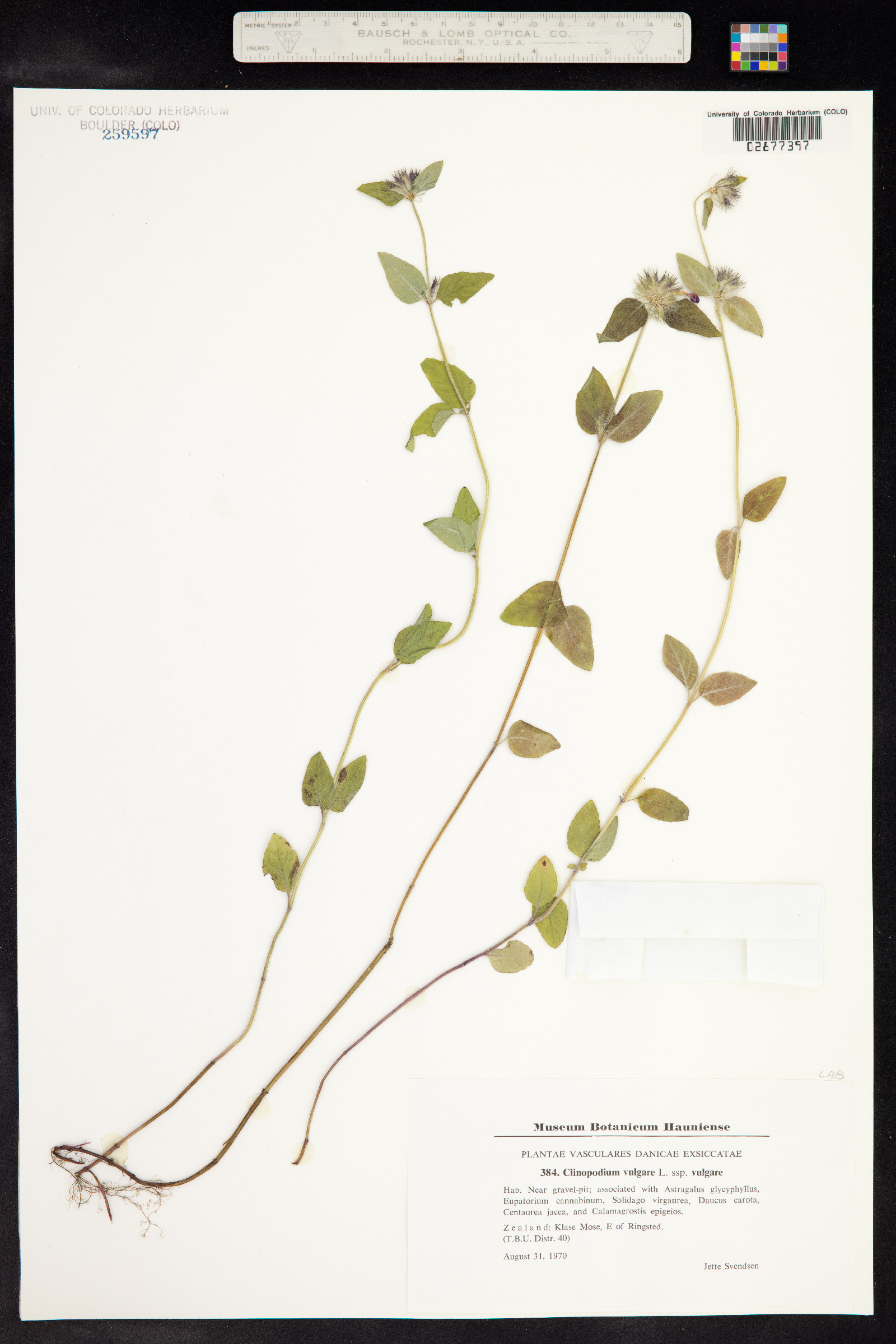 Clinopodium vulgare image