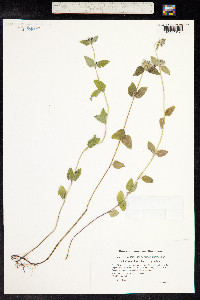 Clinopodium vulgare image