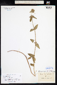 Clinopodium vulgare image