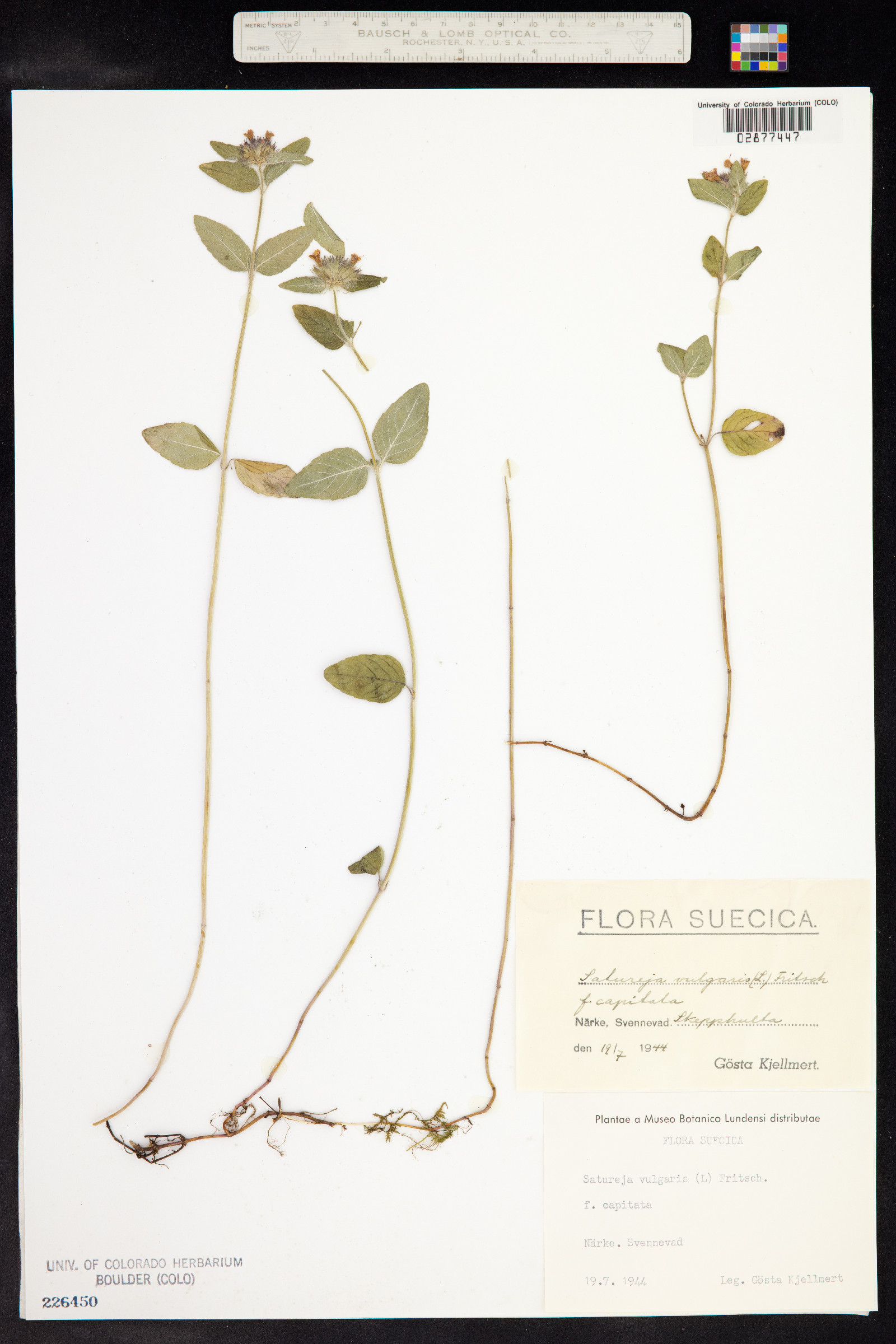 Clinopodium vulgare image