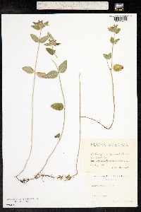 Clinopodium vulgare image