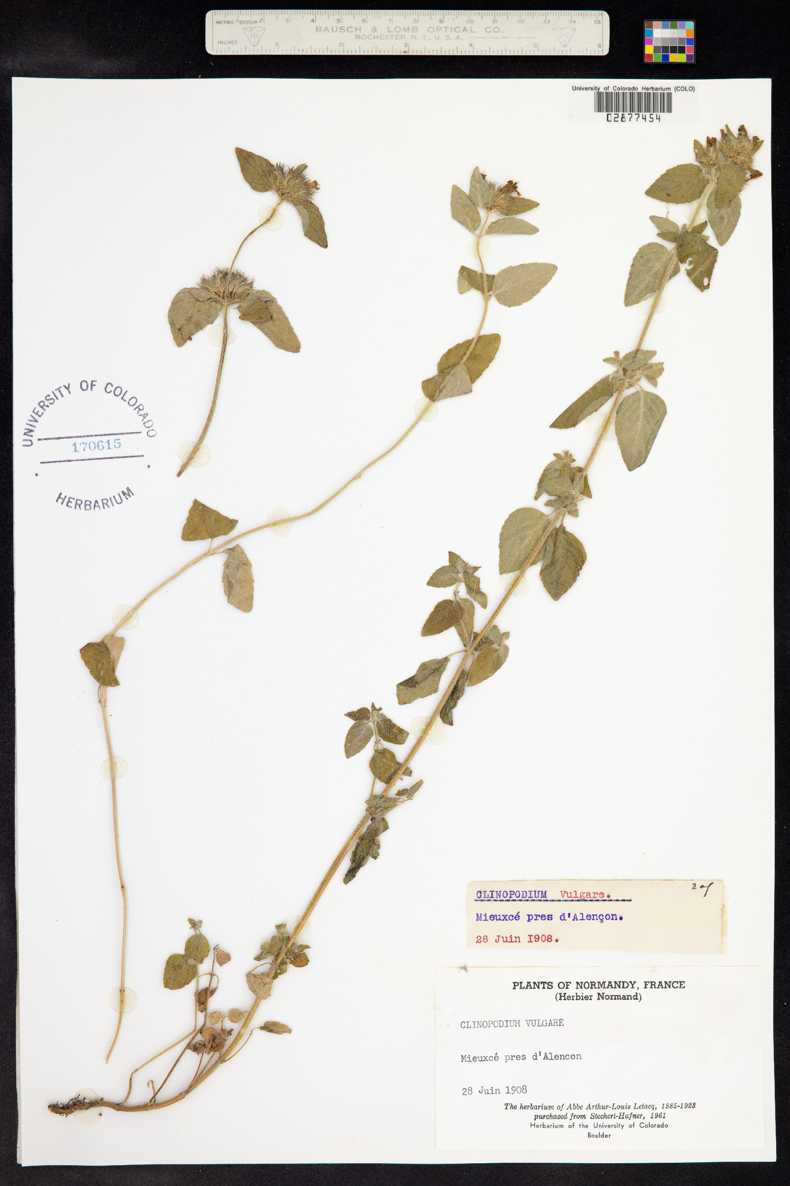 Clinopodium vulgare image