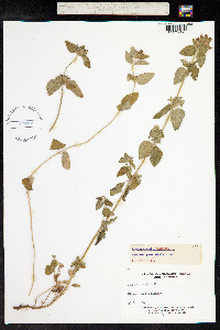 Clinopodium vulgare image