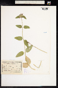 Clinopodium vulgare image