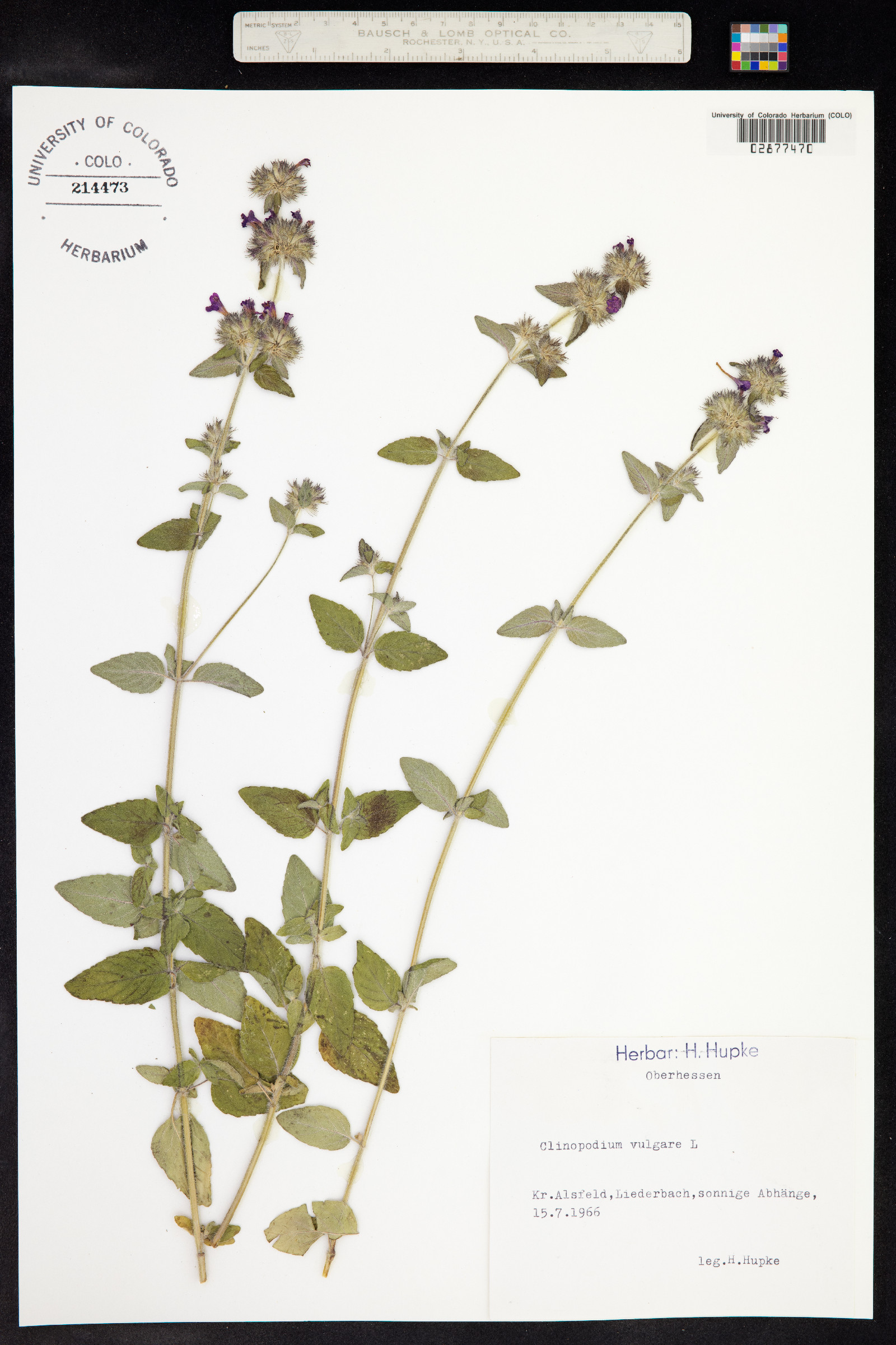 Clinopodium image
