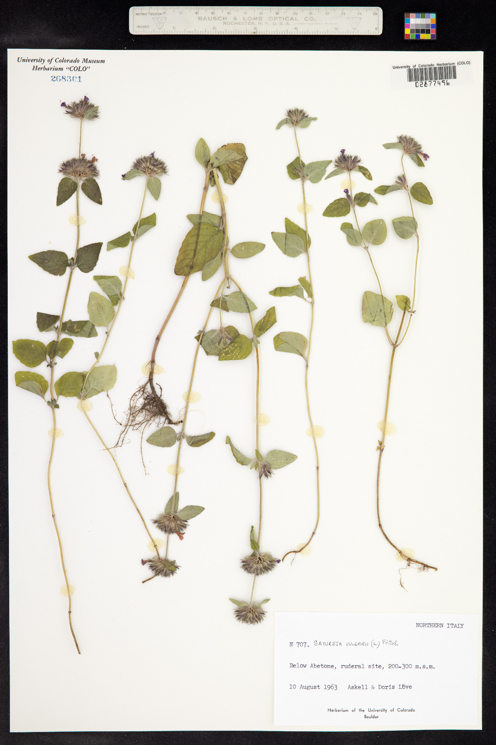 Clinopodium vulgare image