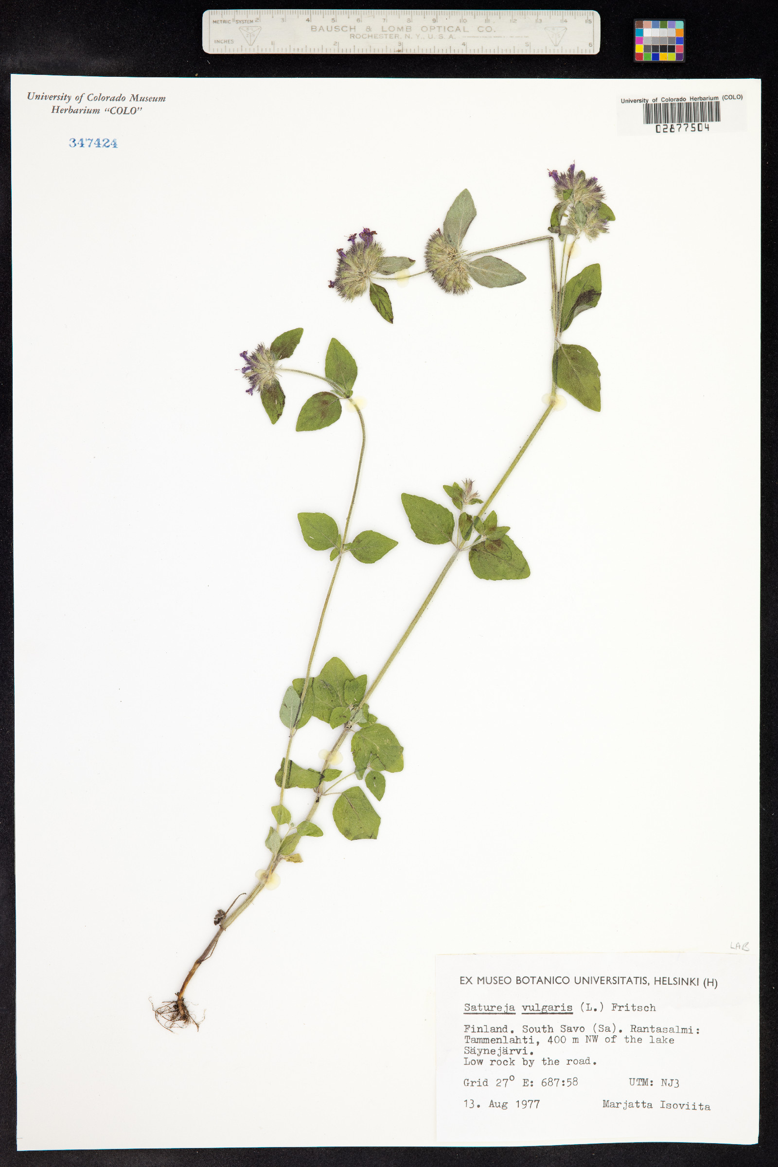 Clinopodium vulgare image