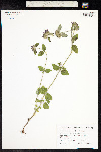 Clinopodium vulgare image