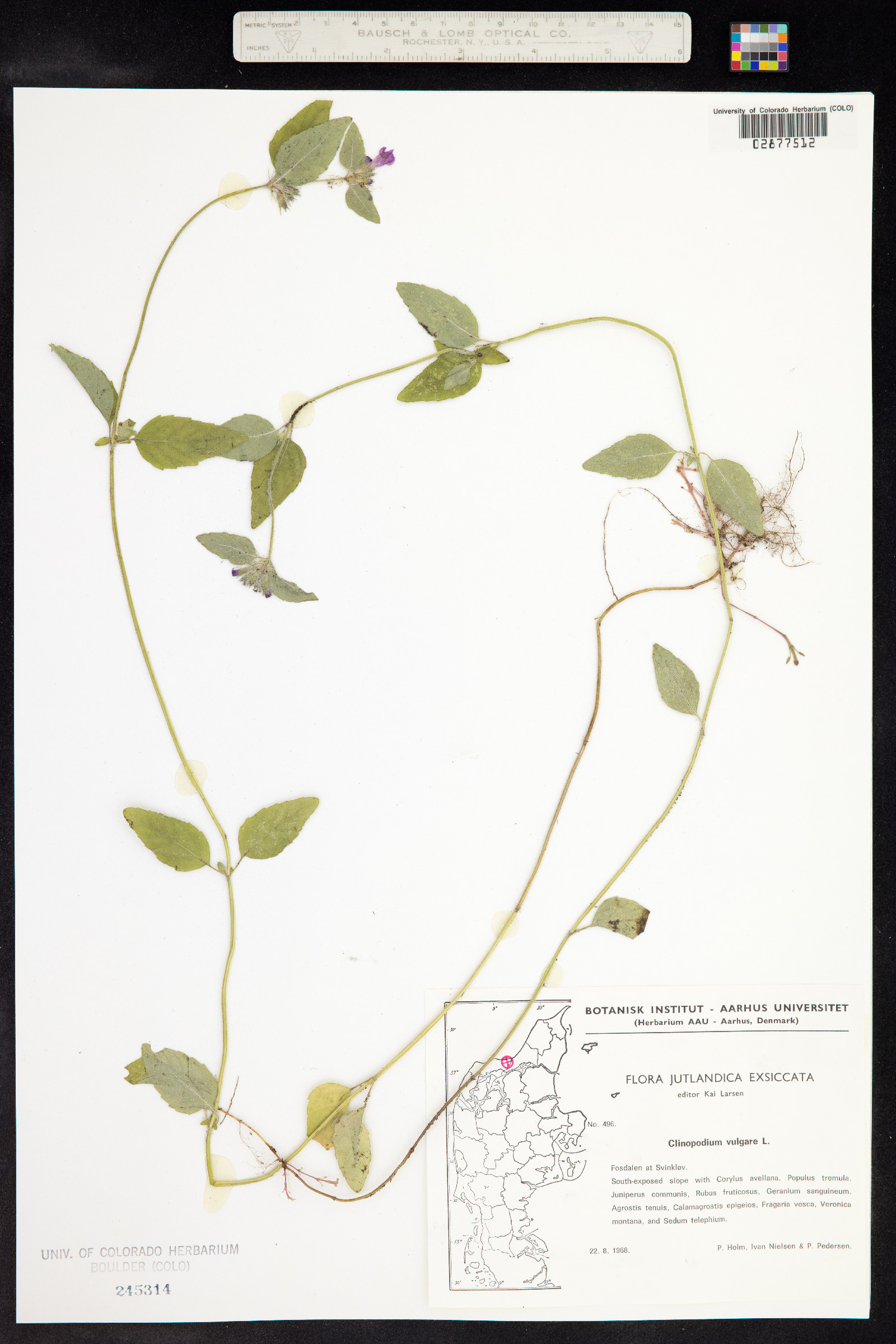 Clinopodium vulgare image