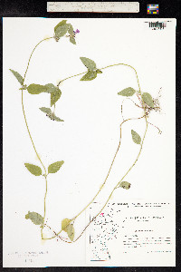 Clinopodium vulgare image
