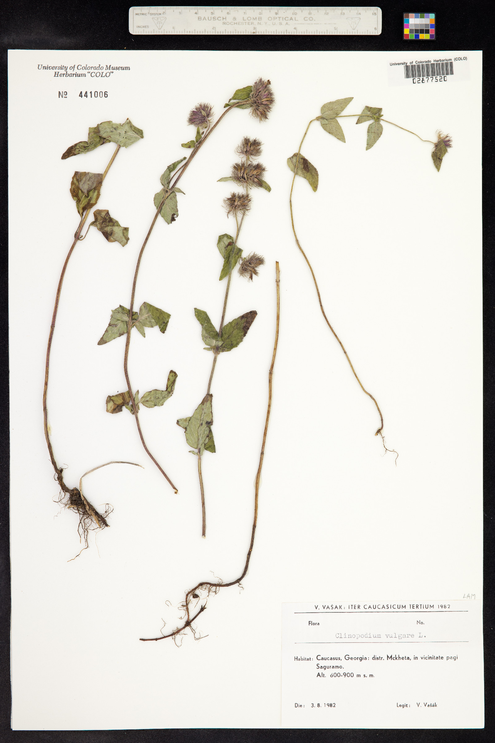 Clinopodium vulgare image