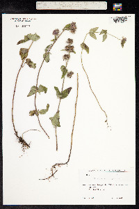 Clinopodium vulgare image
